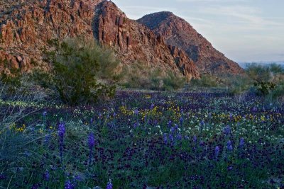 Purple Mountains Majesty