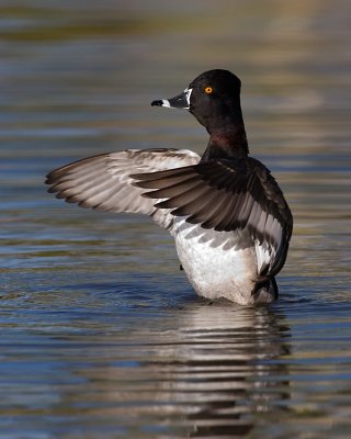 Wingflap