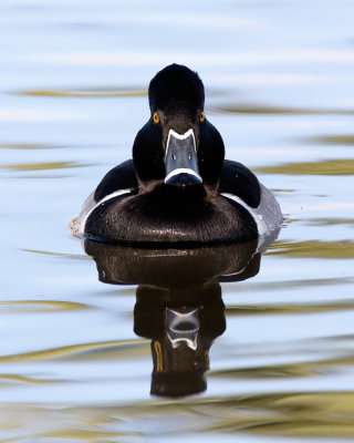 Mad Dog... Duck?