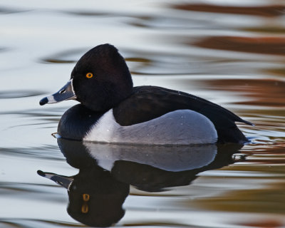 Calm Ripples