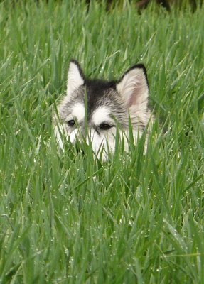 Stalking Mato