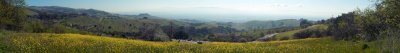 Clayton Rd. mustard field (seen from Mt. Hamilton Rd.)