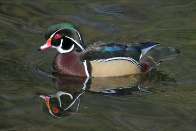 wood_duck