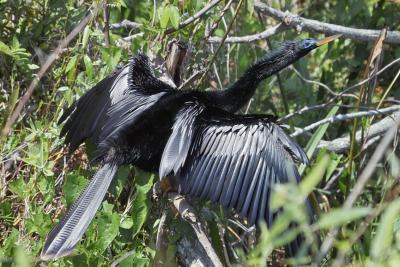male anhinga - drying wings