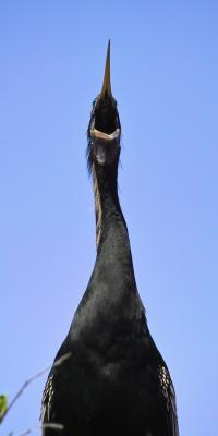 male anhinga - shouting