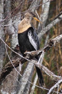 female anhinga - resting