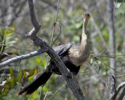 female anhinga - looking out