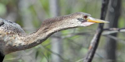 female anhinga - portrait