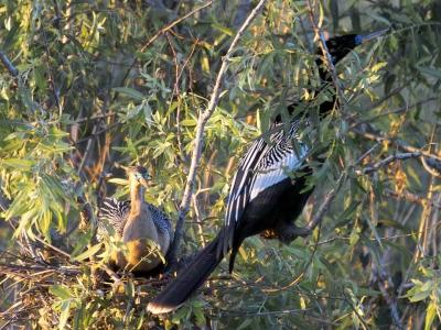 nesting couple