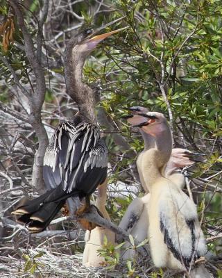 mom and babies