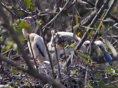 anhinga
