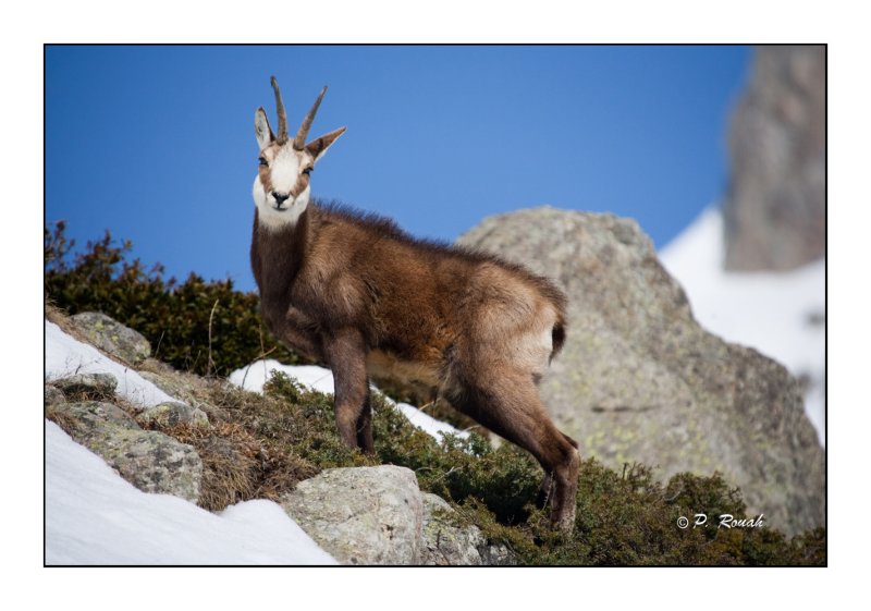 chamois - 2513