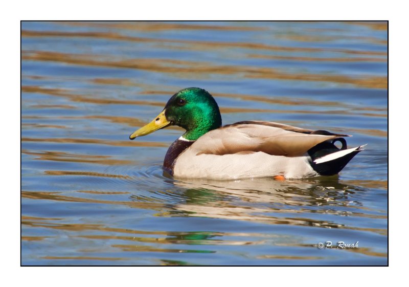 Canard Colvert - 0111