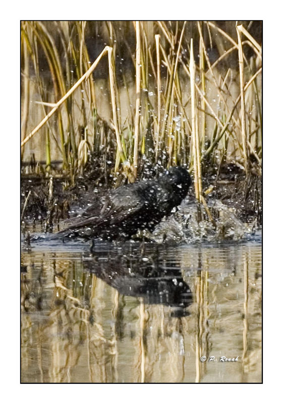 Corbeau  la toilette