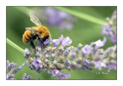 Honeybee Abeille - 0565