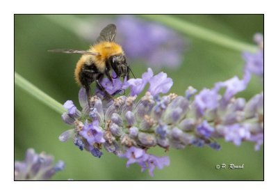 Honeybee Abeille - 0566