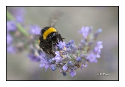 Honeybee Abeille - 0635