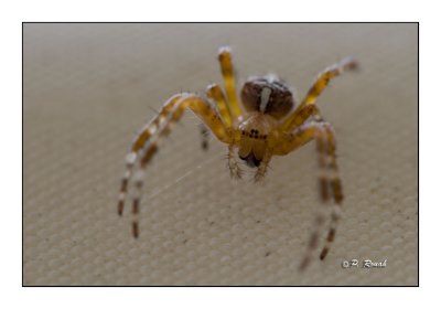 spider - 1119
