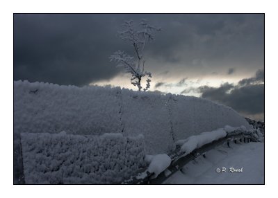 Snowy fence - 6026