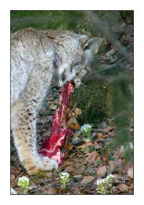 Meat Eater - Lynx - 0968