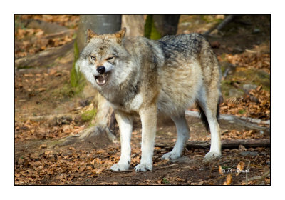 Wolf - 1379
