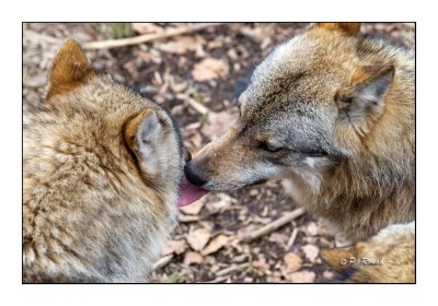 Kissing Wolves - 1800