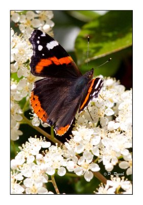 Butterflies - Papillons