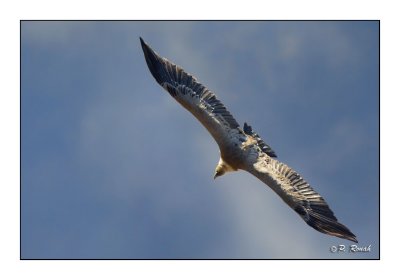 vautour - 3113