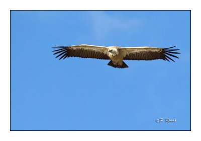 vautour - 3131