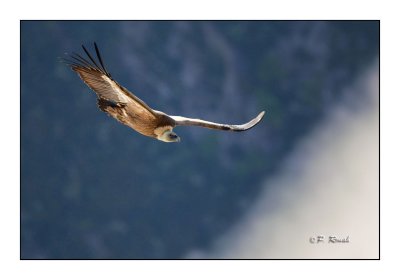 vautour - 3155