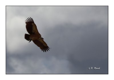 vautour - 3304
