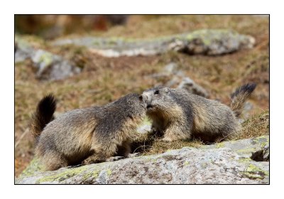 Calin de Marmottes - 4220