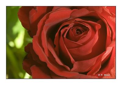 Red Rose : let the passion enter your lives...