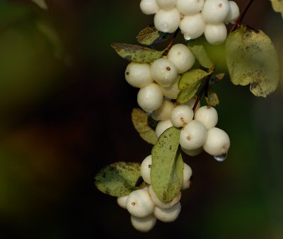 Ripe