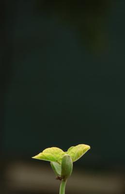 g3/28/34828/3/55544567.seedleaves.jpg