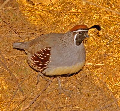 Quail In Early Morning Light