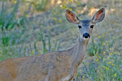 Deer On Hillside #2
