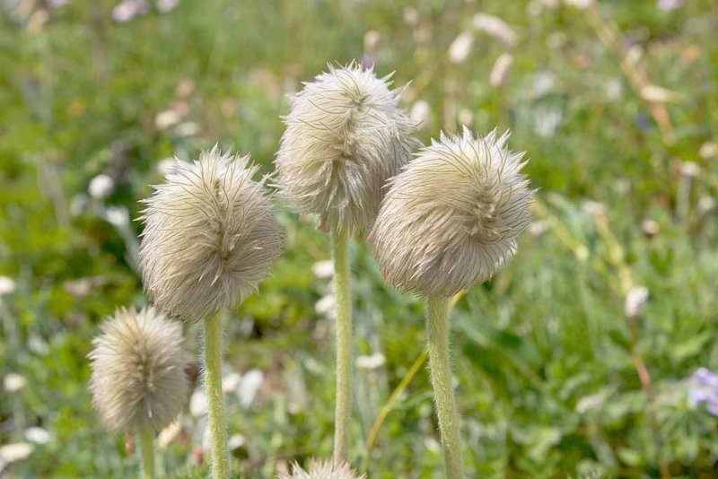 and more Wild Flowers.
