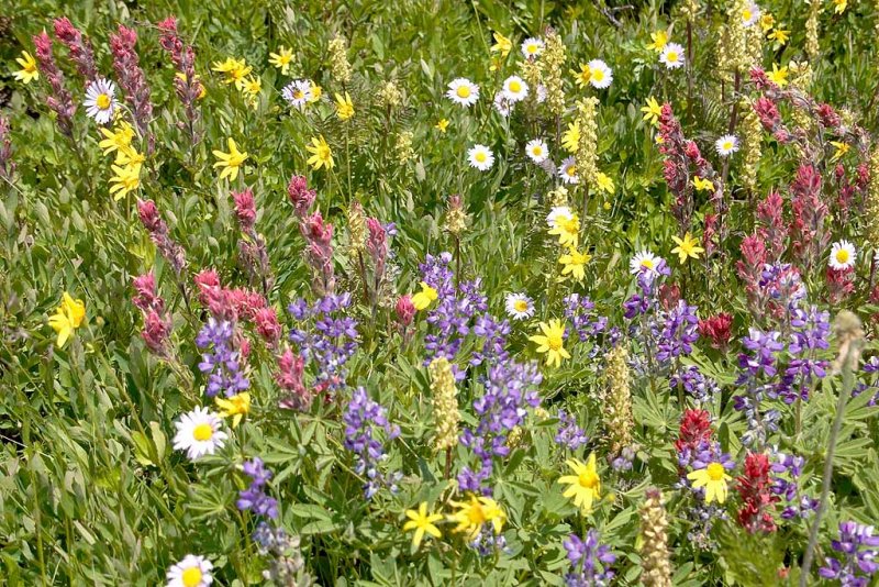 Wild Flowers.