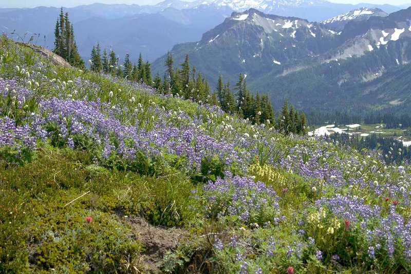 More wild flowers.