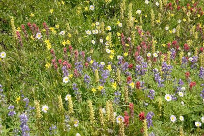 and even more Wild Flowers.