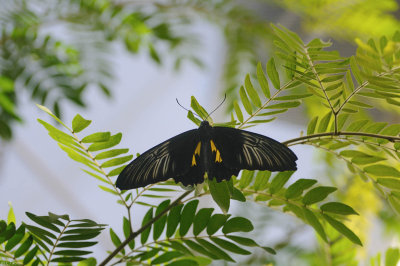 papillons_2010