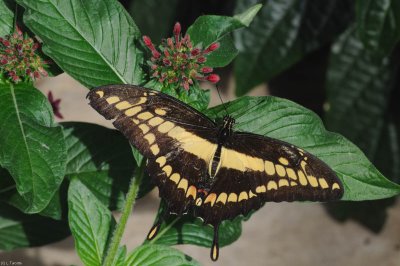DS0_0880.jpg