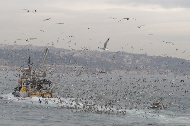 Istanbul december 2009 7136.jpg