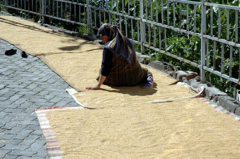 Niksar drying wheat