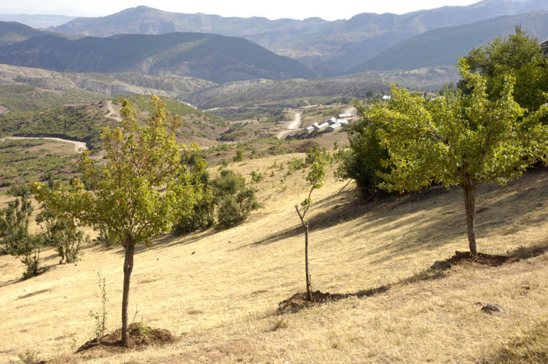 Nazimiye 9442.jpg