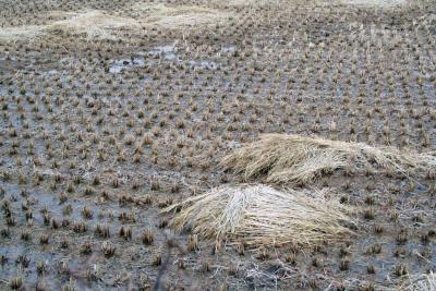 Rice field in winter