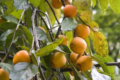 Persimmons fruits