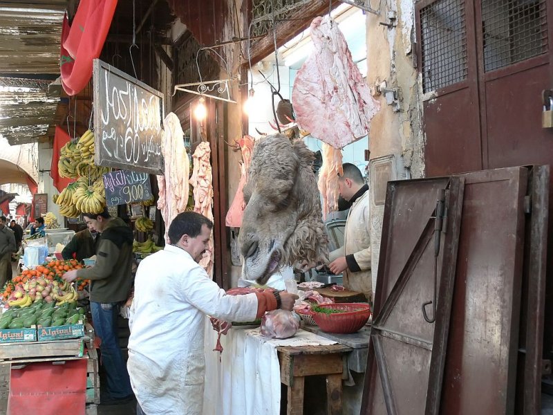 Camel Anyone?
