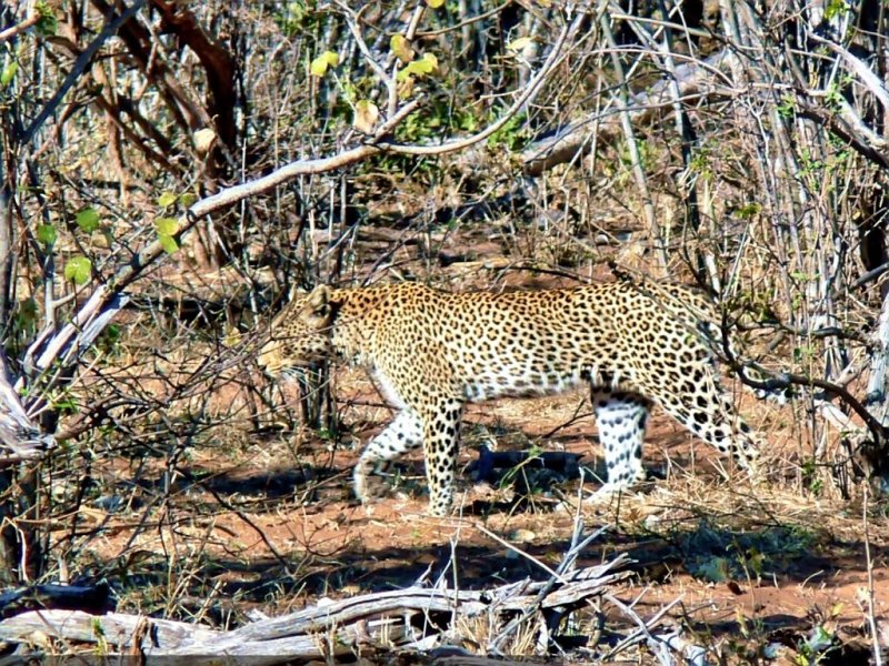 Our First Leopard Sighting